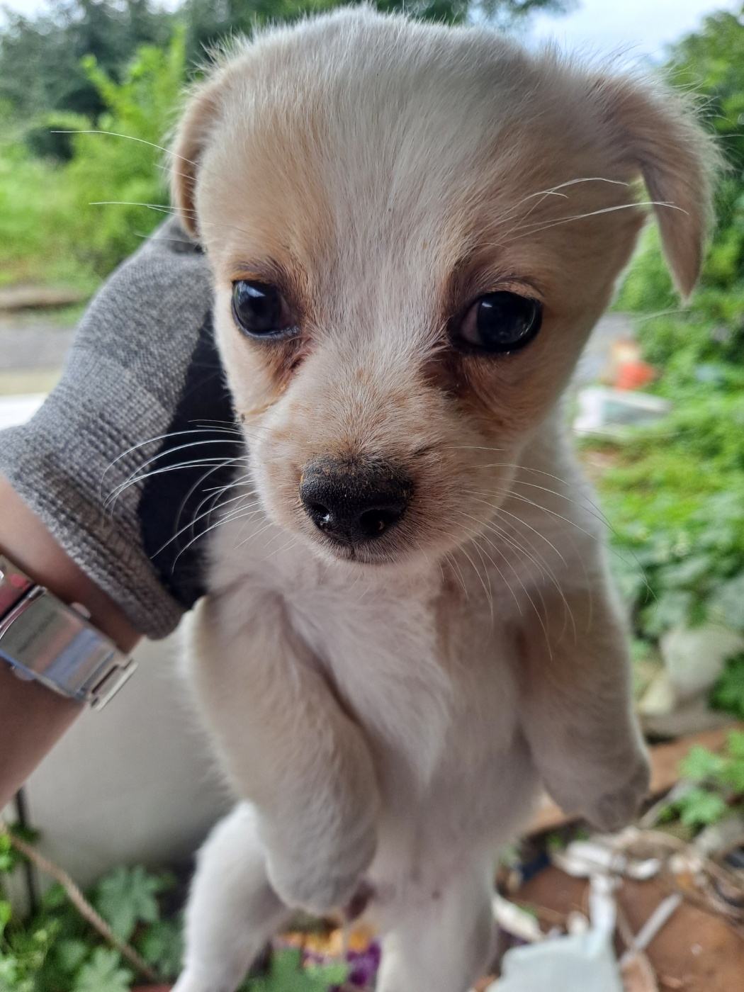 거제시유기동물보호소_448537202300761